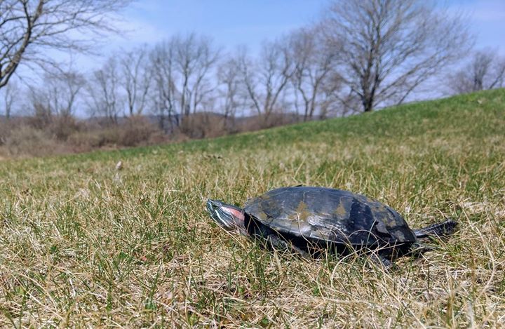 Spike, the 40 year old ACRES turtle, enjoying some fresh air and sunshine this morning.