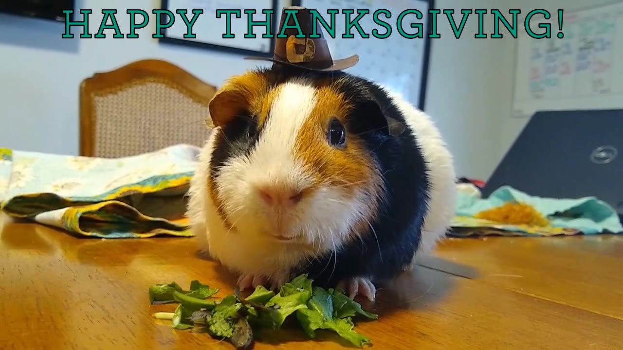 Happy Thanksgiving from Maple the guinea pig and everyone at the ACRES Project!