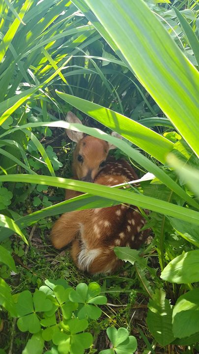 ACRES is a safe place for everyone, even this dear little deer! His mother bedded him down in our flower bed next to the house today. He will lie ther